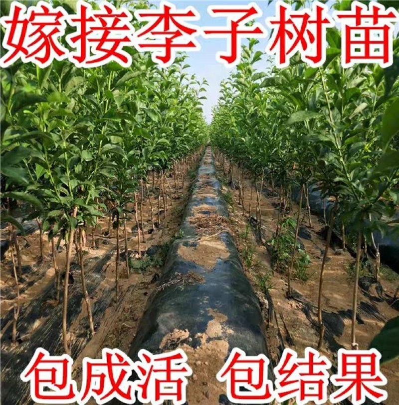 味帝，国峰7号，正宗品种，晚熟品种，甜度高，价格贵