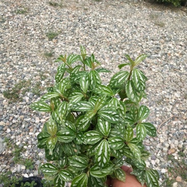 绿化苗木