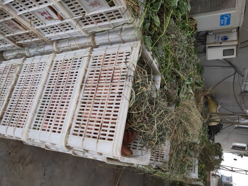 【推荐】烟薯25.大量供应价格实惠可以视频看货