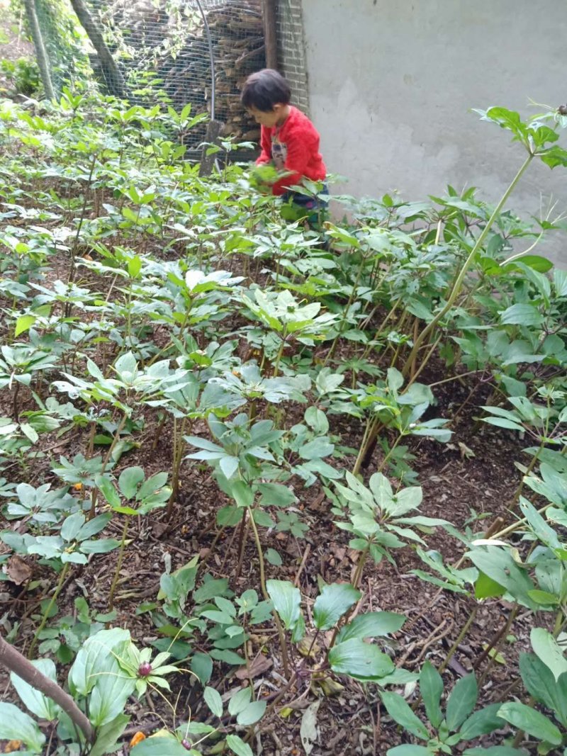 红包黑重楼，独一无二品种，