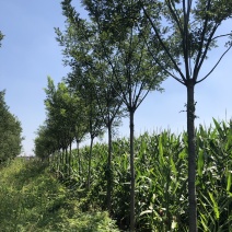 清地处理7-14原生国槐1000棵左右