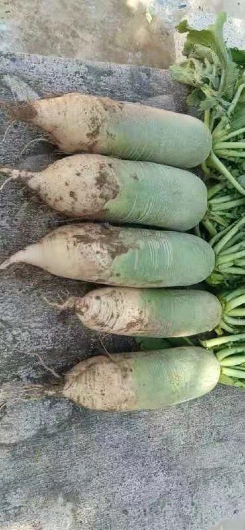吉林产区精品水果萝卜大量上市，无虫眼，无蛆道，货量充足