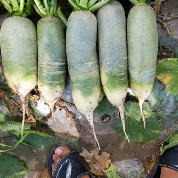 吉林产区精品水果萝卜大量上市，无虫眼，无蛆道，货量充足