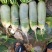 吉林产区精品水果萝卜大量上市，无虫眼，无蛆道，货量充足