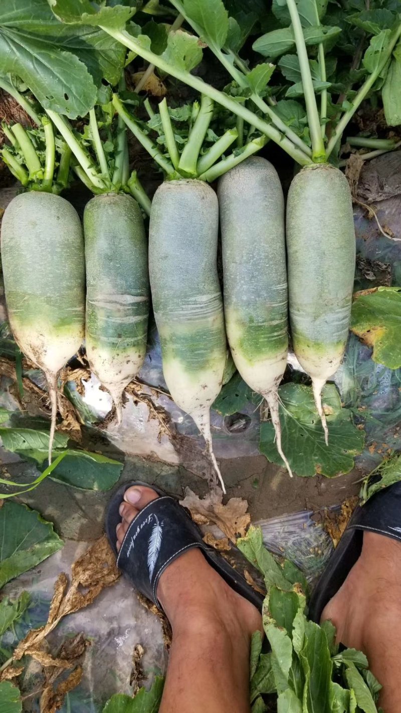 吉林产区精品水果萝卜大量上市，无虫眼，无蛆道，货量充足