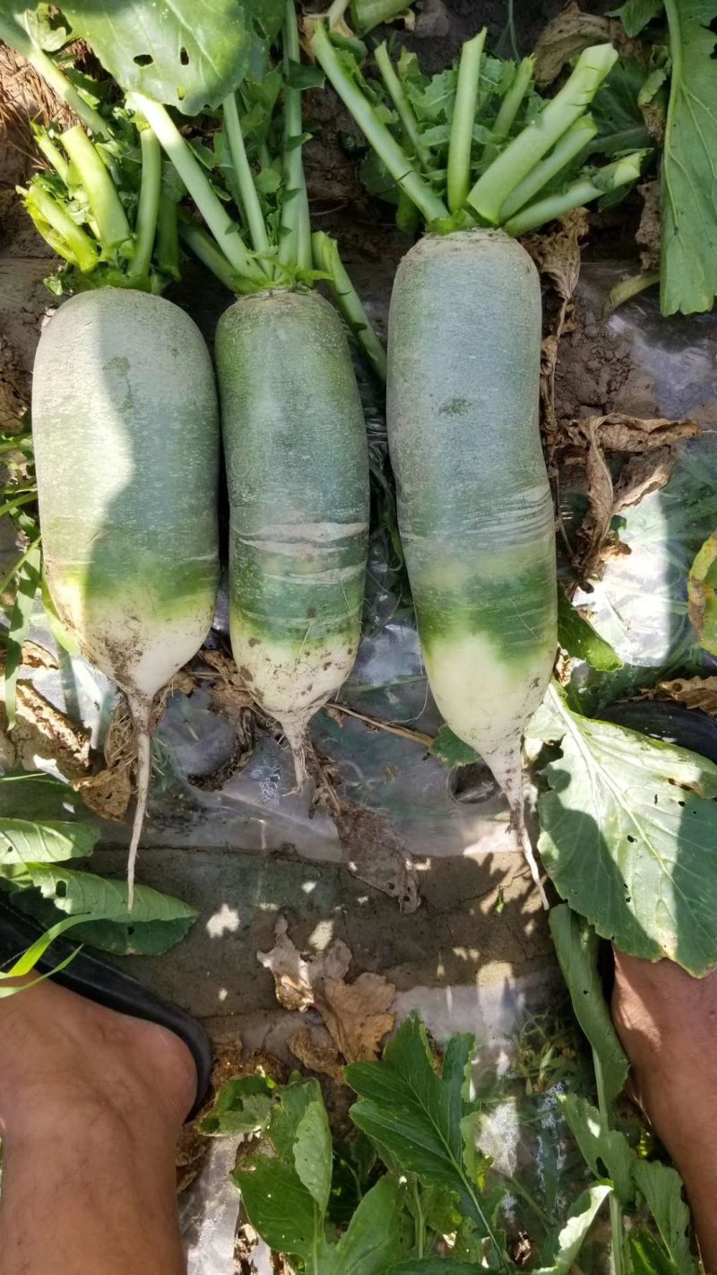 吉林产区精品水果萝卜大量上市，无虫眼，无蛆道，货量充足