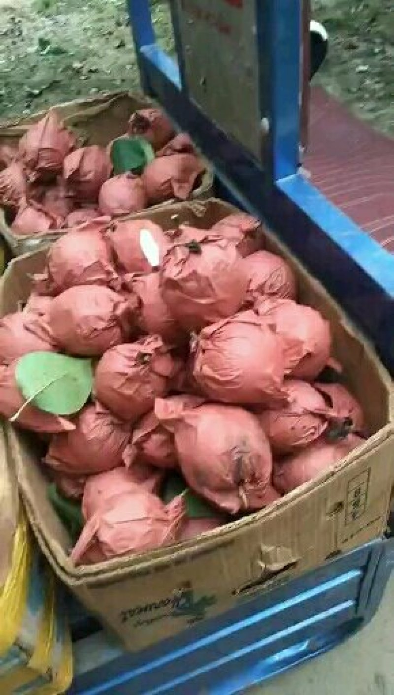 巴梨