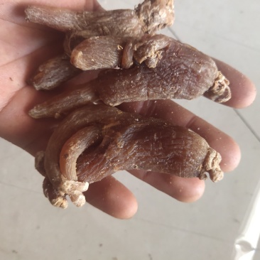 人参红参大支干度好关书药业批发中药材