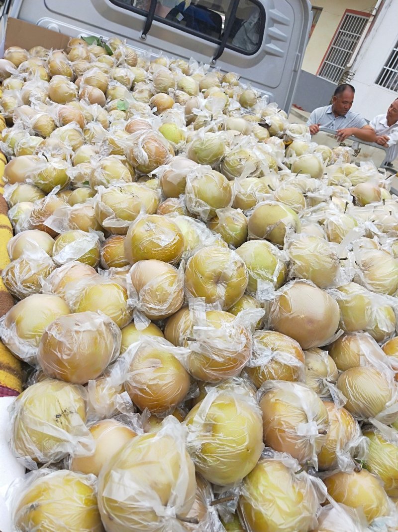 [标题]黄梨_晚秋黄梨大量上市中招收购商全国代发