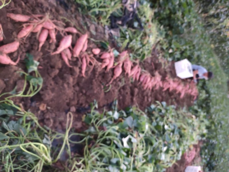 蜜薯蜜薯批发农户自产自销高岭沙土地种植蜜薯