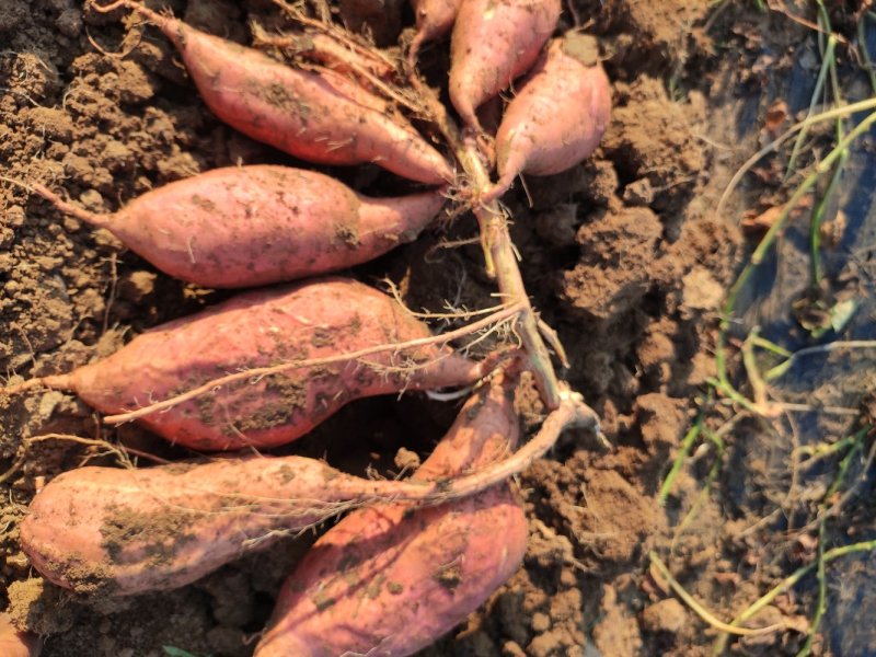 蜜薯蜜薯批发农户自产自销高岭沙土地种植蜜薯