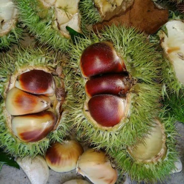 板栗批发