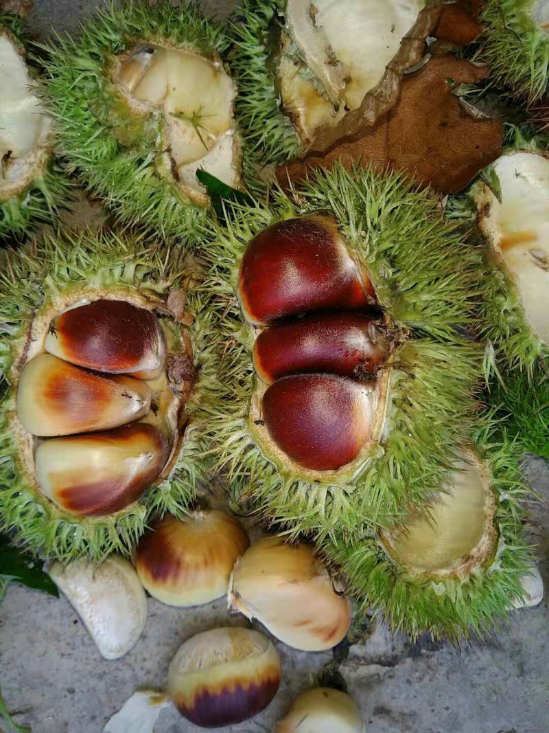 板栗批发