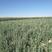 沙枣苗，梭梭苗，四翅滨藜，花棒各类沙漠用苗