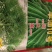 风油10号油菜种。高产量，含油量47.8%.栽培600斤