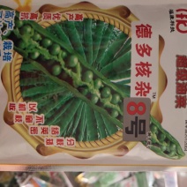 德多核杂8号油菜种子，油菜高达600斤含油量46.8%