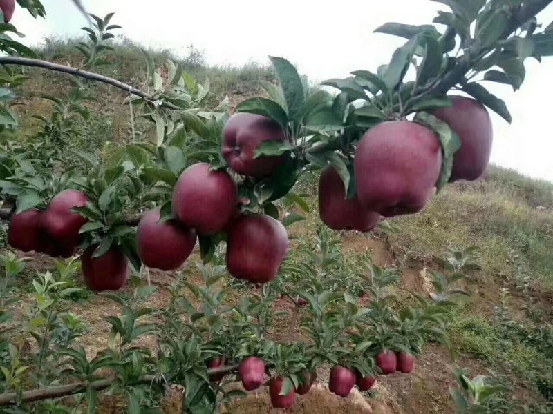 甘肃天水花牛苹果产地直销欢迎各位老板咨询