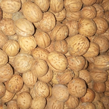 野毛桃种子，毛桃种子，桃树种子