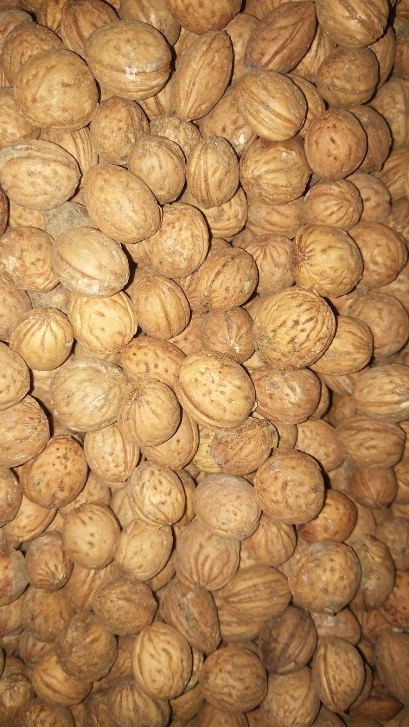 野毛桃种子，毛桃种子，桃树种子