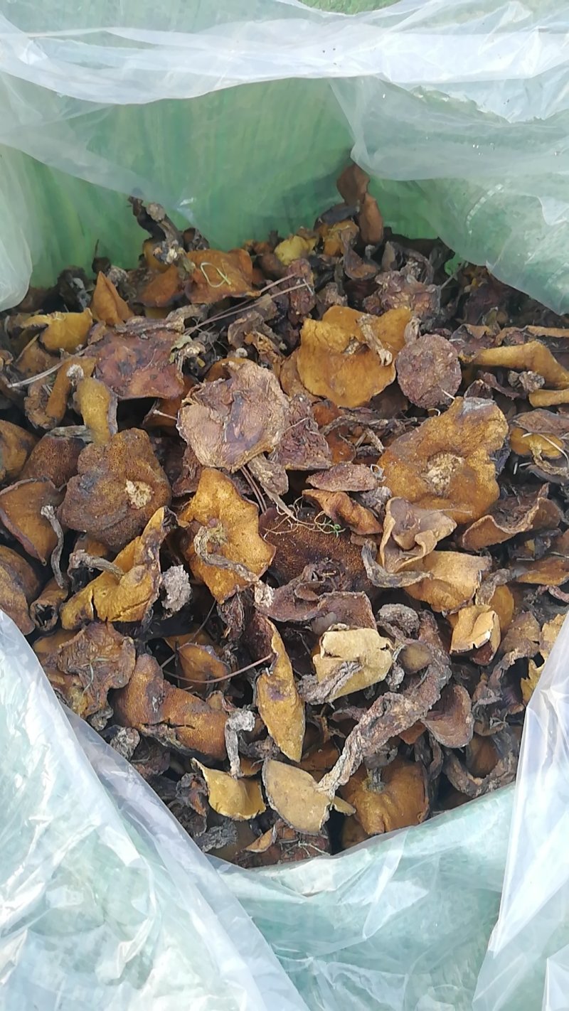 野生食用菌