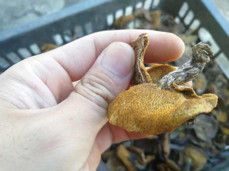 野生食用菌