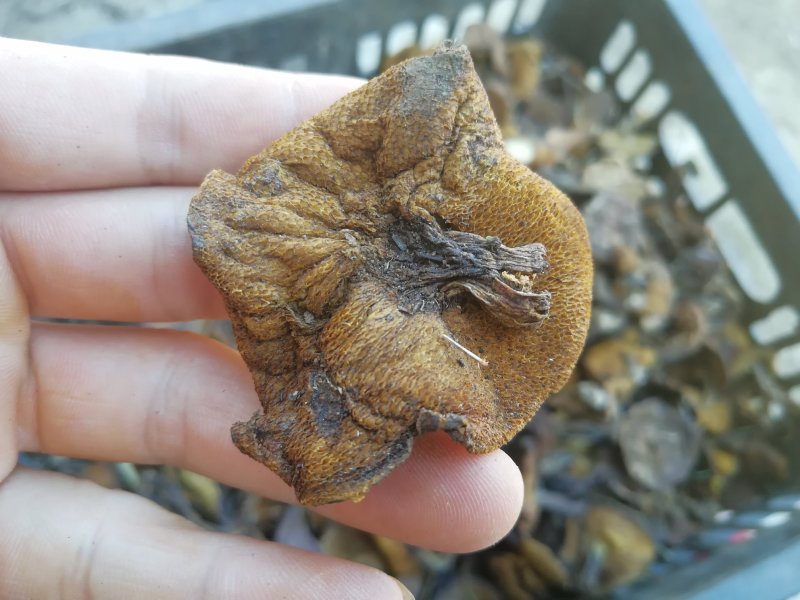 野生食用菌