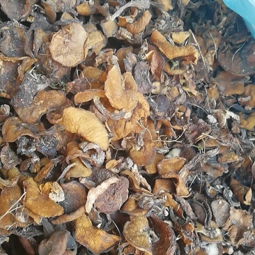 野生食用菌