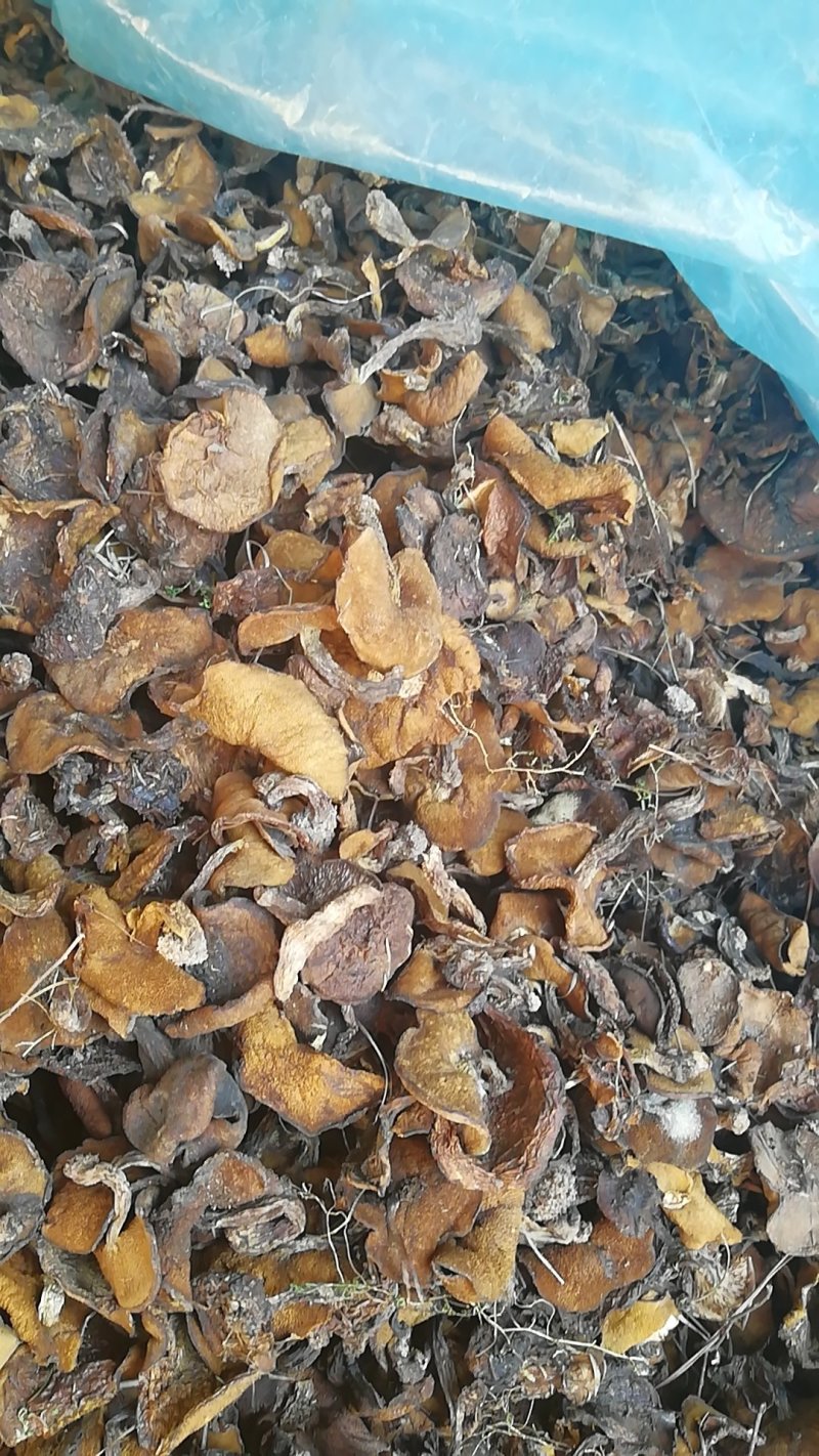 野生食用菌