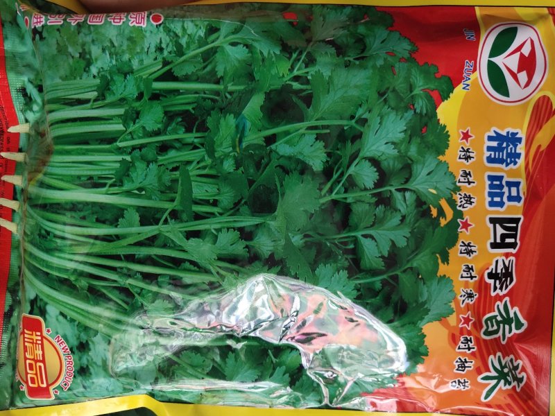 香菜种子
