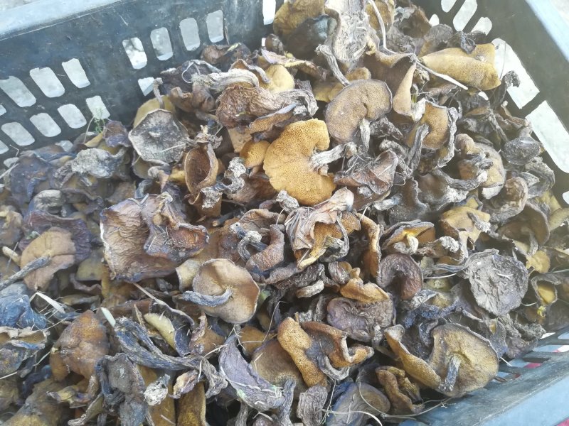 食用菌干货