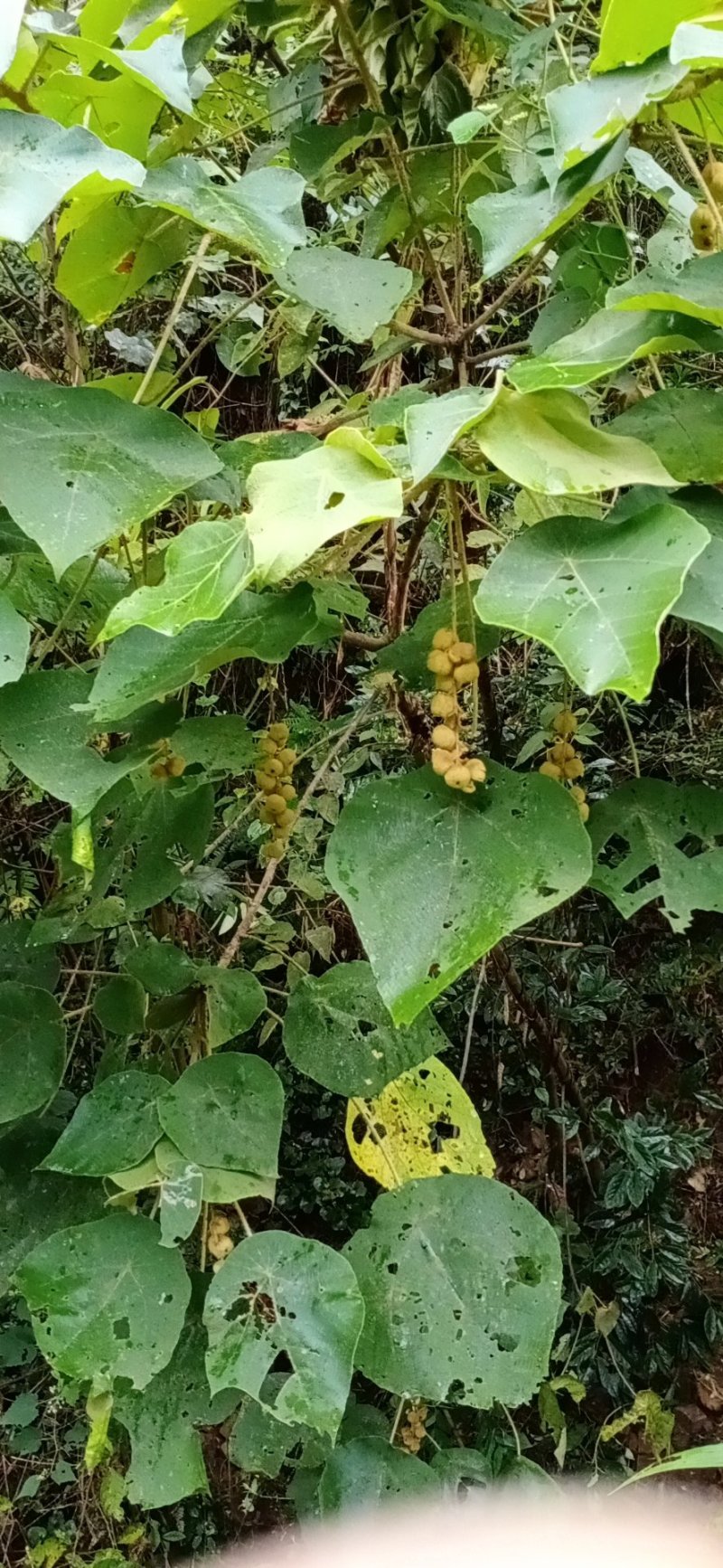 白背叶