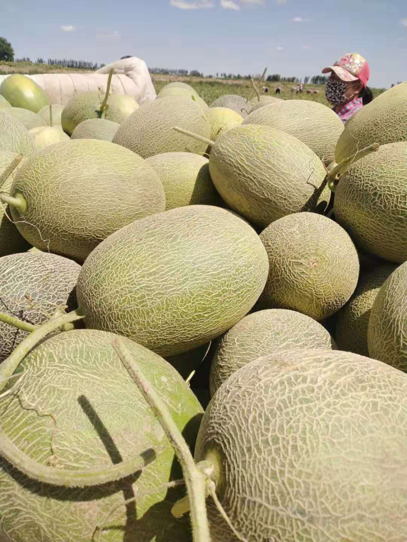 西州蜜，吃到嘴里，甜到心里！
