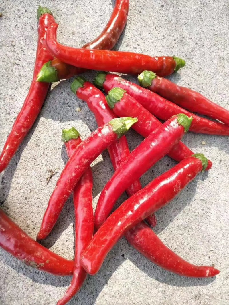 忻州精红二号.精品货源.货源充足.本地价格.小范助农！！