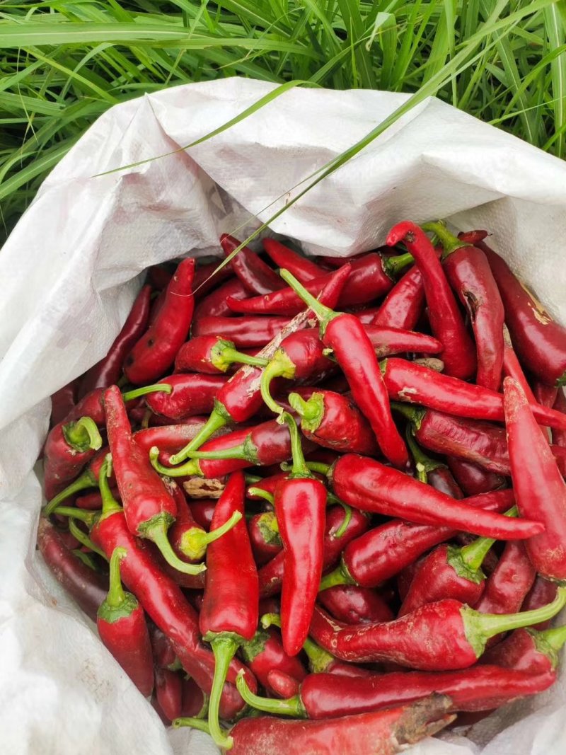 忻州精红二号.精品货源.货源充足.本地价格.小范助农！！