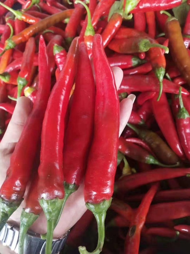 忻州精红二号.精品货源.货源充足.本地价格.小范助农！！