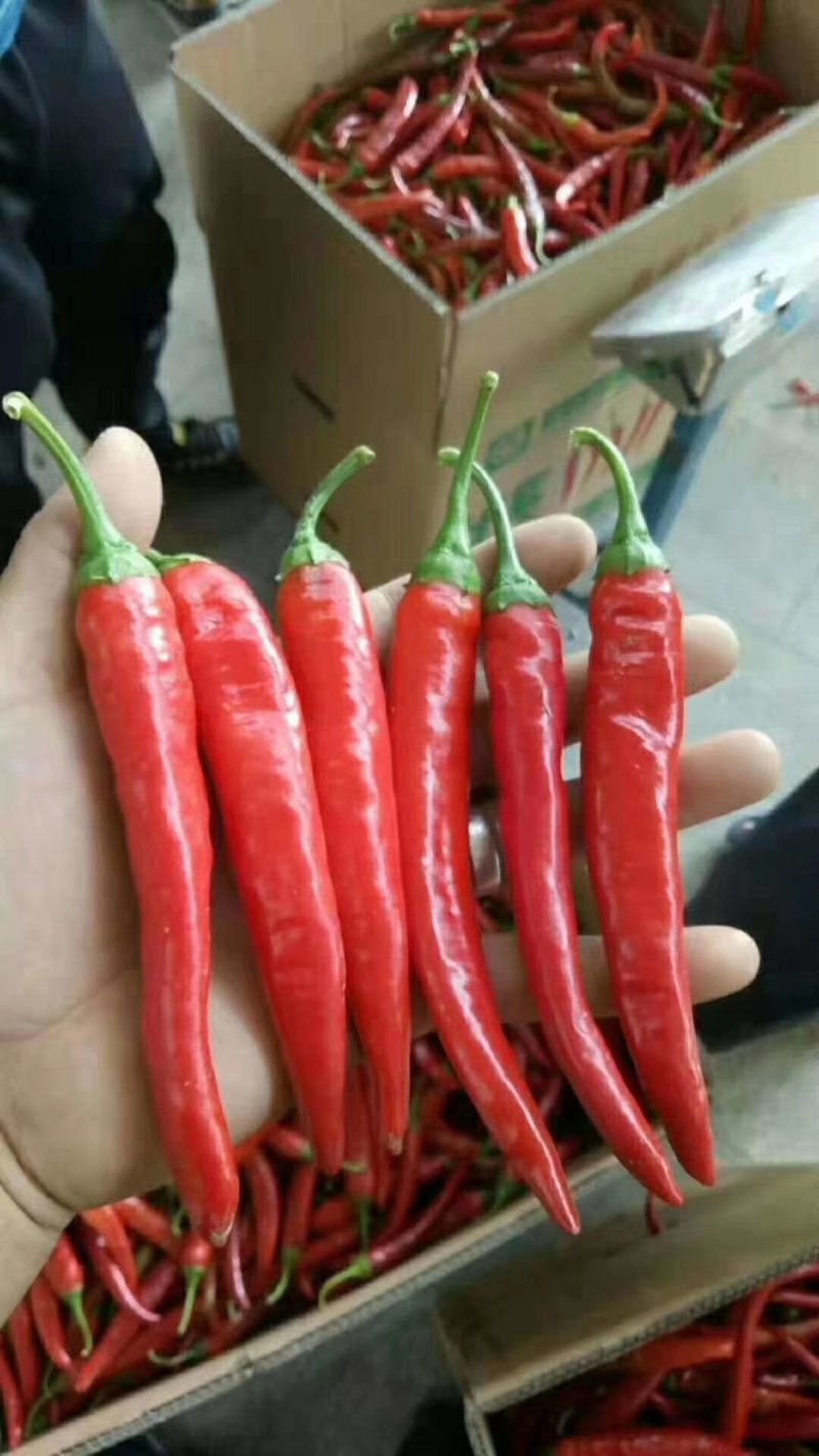 忻州精红二号.精品货源.货源充足.本地价格.小范助农！！