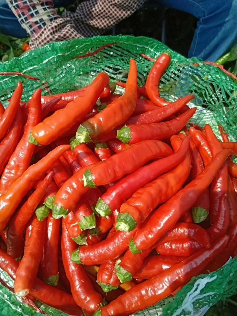 忻州精红二号.精品货源.货源充足.本地价格.小范助农！！