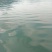 淡水鱼类