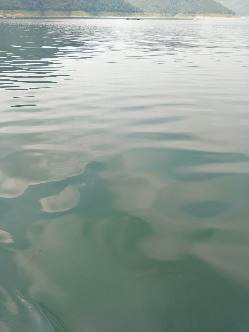 淡水鱼类
