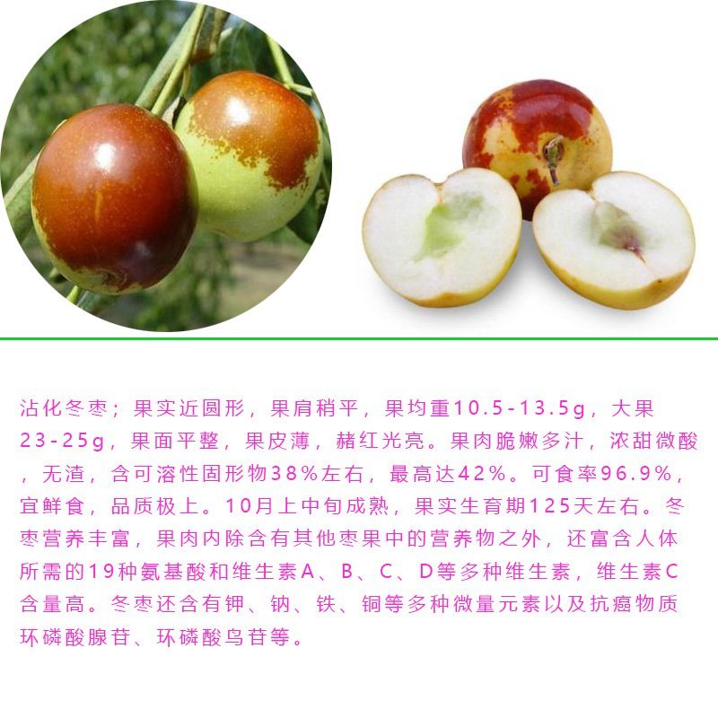 冬枣苗大红枣脆枣嫁接枣树苗产量高易管理提供技术