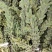 黑芝麻一级