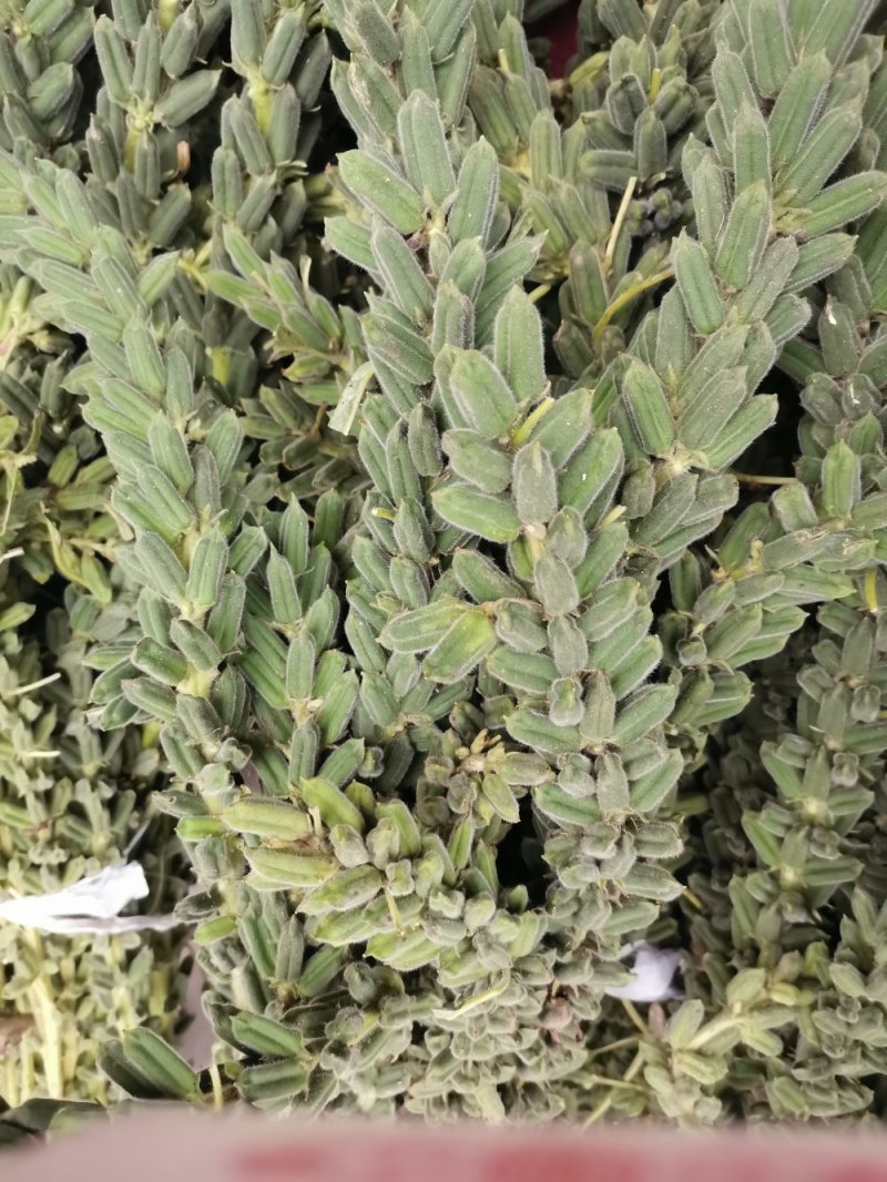 黑芝麻一级