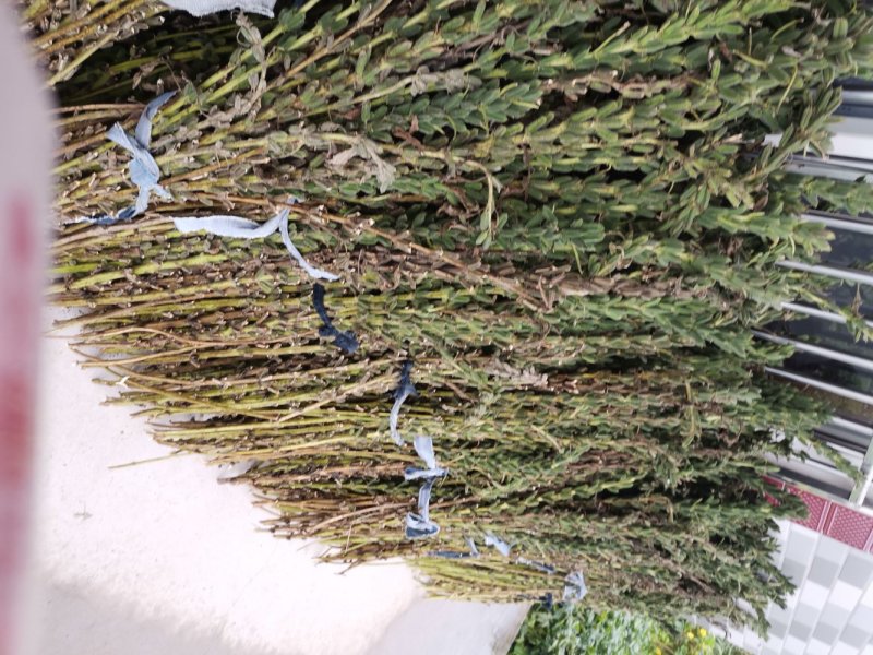 黑芝麻一级