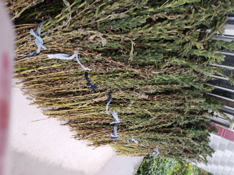黑芝麻一级