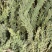 黑芝麻一级