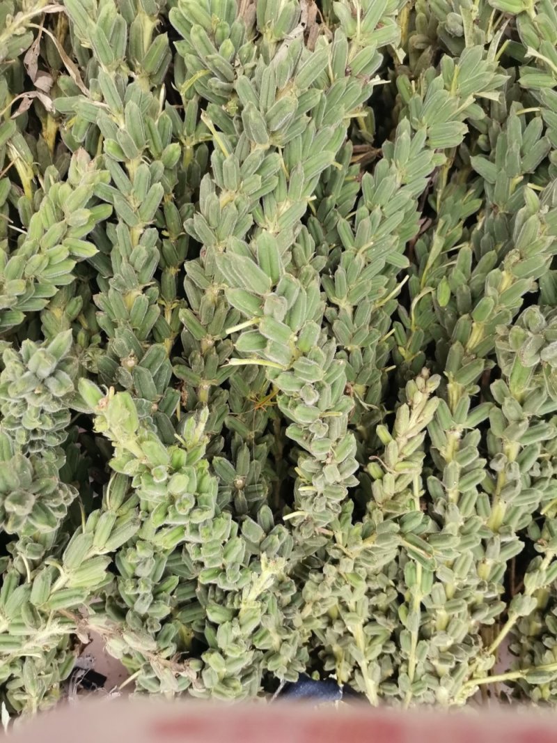 黑芝麻一级