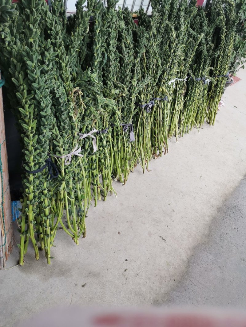 黑芝麻一级