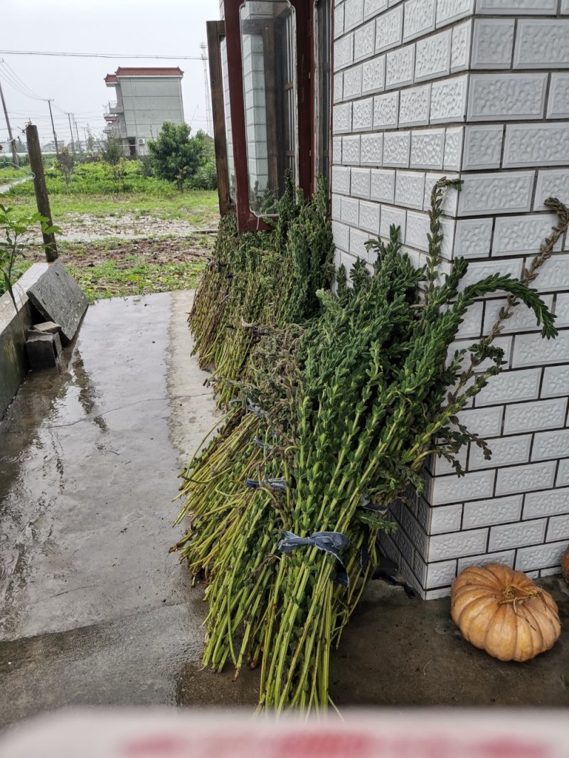 黑芝麻一级