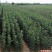 鲁丽苹果树苗红富士维纳斯苹果苗嫁接长短枝矮化品种保真