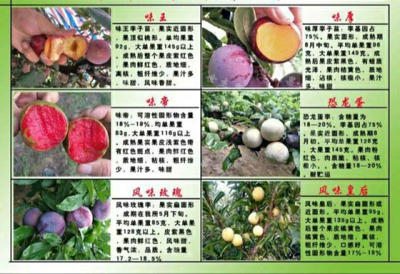 三华李明年结果苗，高度1--1.5米，10颗起包邮